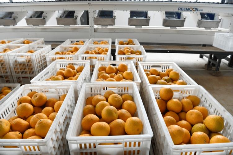 物流成本降了、果品品质升了——一只蜜橘的3公里上班路